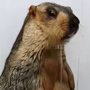 Meet your Posher, Gregory